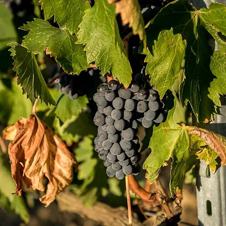 Le Tre Pietre - Podere Nel Chianti * Quercegrossa