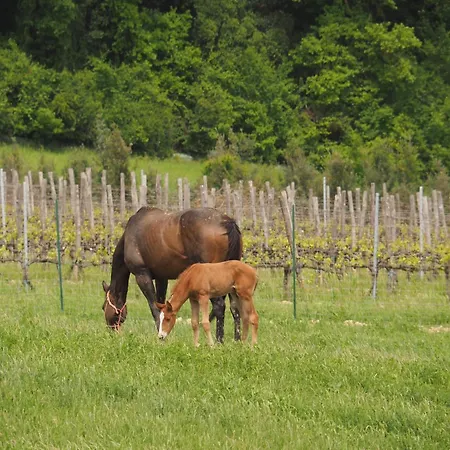 Le Tre Pietre - Podere Nel Chianti Farma