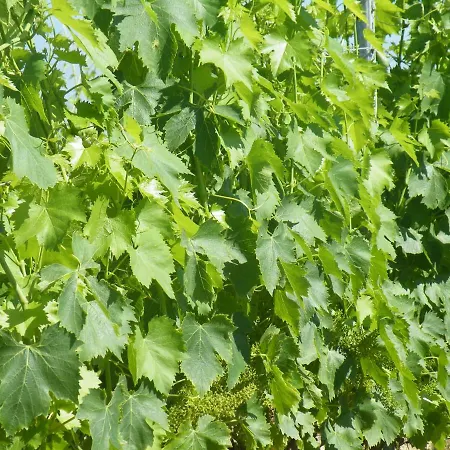 Le Tre Pietre - Podere Nel Chianti *